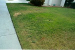 Contaminated Lawn